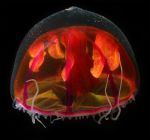 red-purple-jellyfish-crossota-millsae_10670_600x450